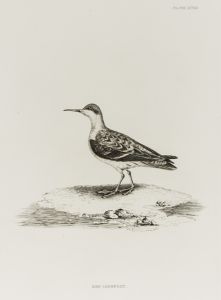 19th Century Engraving - Ornithological Studies - Red Lobefoot