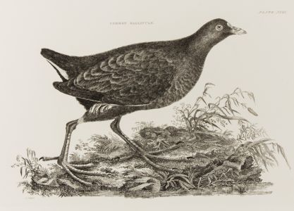 R Mitford - 19th Century Engraving, Ornithological Studies - Common Gallinule