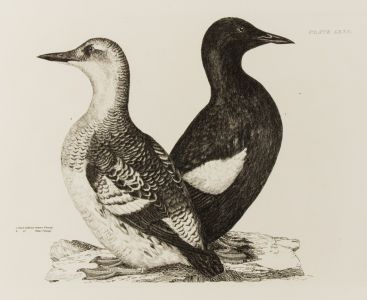 19th Century Engraving - Ornithological Studies - Guillemots