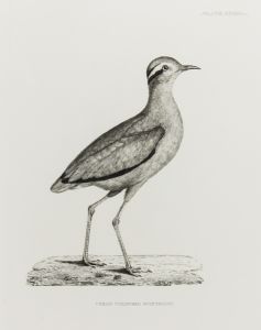 19th Century Engraving - Ornithological Studies - Cream Coloured Swiftfoot