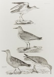 19th Century Engraving - Ornithological Studies - Sandpiper and Knots