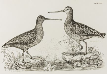 19th Century Engraving - Ornithological Studies - Sabines Snipe and Brown Snipe