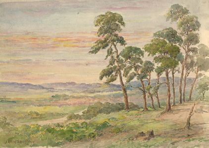James Allen Shuffrey BWS - Early 20th Century Watercolour, Scots Pines