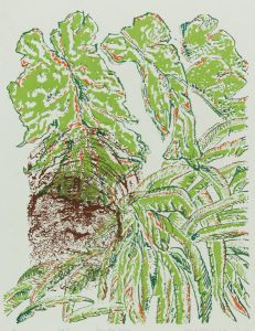 Aisla C. McColville Oxline - 1985 Lithograph, Papua New Guinea
