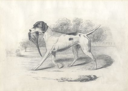Mid 20th Century Graphite Drawing - Hound with Pheasant