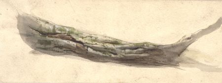 Late 19th Century Watercolour - Study of a Tree Branch