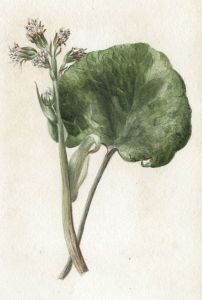 English School Late 19th Century Watercolour - Botanical Study