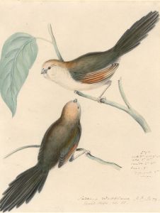 Ernest Von Reichenbach (1793-1867) - Watercolour, Ornithological Study