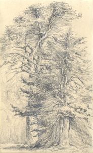 English School 1849 Graphite Drawing - Trees