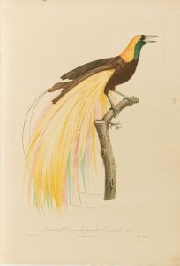Pérée after Barraband - 20th Century Etching, Le Grande Oiseau de Paradis no. 1
