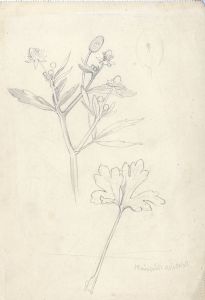 Hans James Berthold (b.1884) - Early 20th Century Graphite Drawing, Flower Study