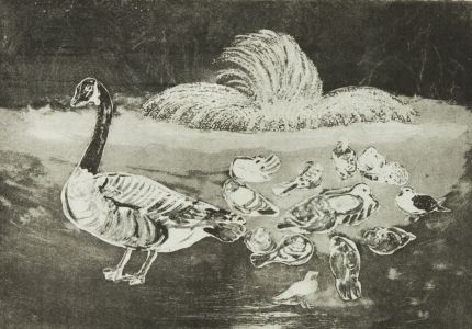 Gillian Whaite (1934-2012) - Aquatint, Goose and Pigeons, St James's Park