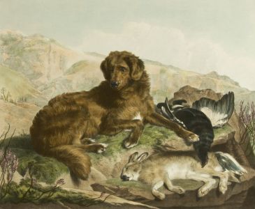 Alfred Lucas after Landseer - Hand Coloured 1877 Engraving, Retriever and Game