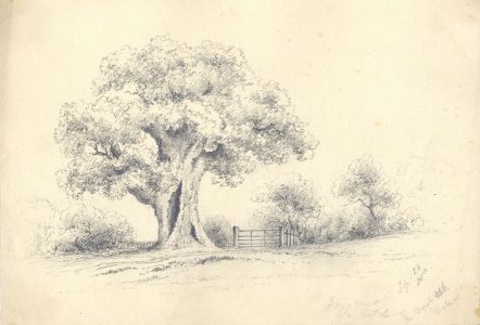 Attributed John Samuel Bowles - 1850 Graphite Drawing, Oak in a Landscape
