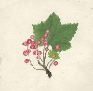 Henry P. Stevens - Early 20th Century Gouache, Study from Nature