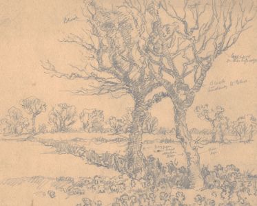 Henry P. Stevens - Set of Three 1894 Graphite Drawings, Studies of Trees