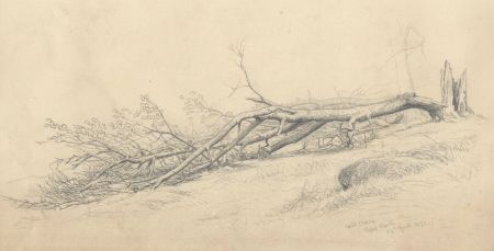 1872 Graphite Drawing - Wild Cherry, Rydal Park