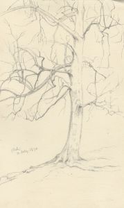 Quantity of 1870 Graphite Drawings - Studies of Trees
