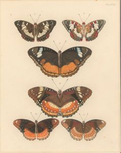 Late 19th Century Watercolour - Studies of Butterflies