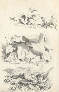 James Davey - 1857 Graphite Drawing, Fern Study
