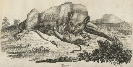 Fine 18th Century Etching - Tiger and Her Cub