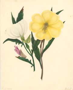 B.G.B - 1850 Watercolour, Botanical Study 