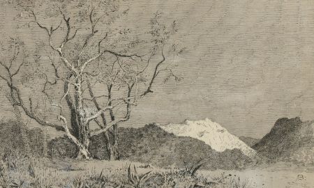 Alexander Blackwood - Late 19th Century Pen and Ink Drawing, Olive Tree
