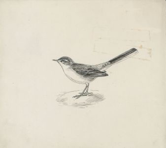 Mid 20th Century Pen and Ink Drawing - Bird