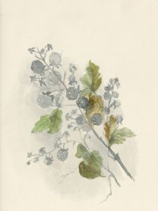 Bertha Gibbons - 1873 Watercolour, Blackberries Study