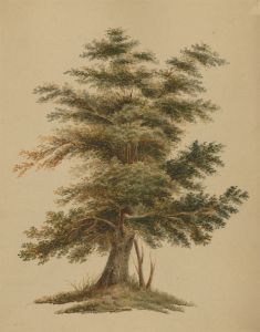 Set of Two 19th Century Watercolour - Studies of Trees