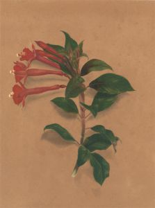 English School 19th Century Watercolour - Floral Still Life