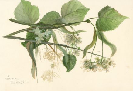 Bertha Gibbons - 1875 Watercolour, Floral Studies