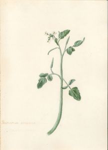 19th Century Watercolour - Nasturtium Officinale, Water Cress