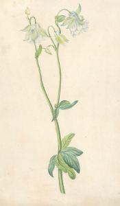 19th Century Watercolour - Sweet Pea