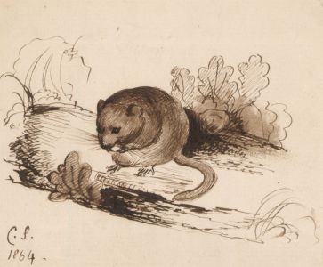 C.S. - Fine 1864 Pen and Ink Drawing, Mouse