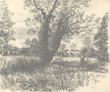 Glyn Morgan (1926-2015) - 1981 Graphite Drawing, Study of a Tree