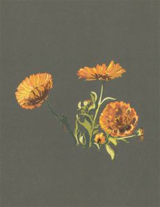 Jean Dryden Alexander (1911-1994) - Gouache, Marigold Study