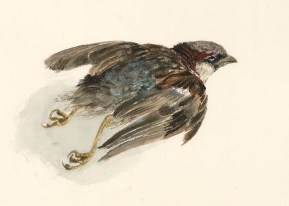 Glyn Morgan (1926-2015) - Watercolour, Study of a Bird