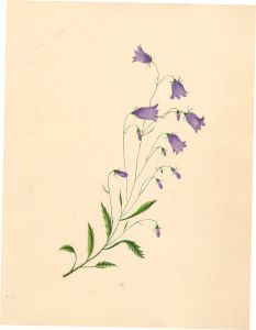 Two 19th Century Watercolours - Botanical Studies