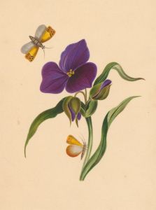 Fine 19th Century Miniature Watercolour - Blue Violet with Yellow Butterflies