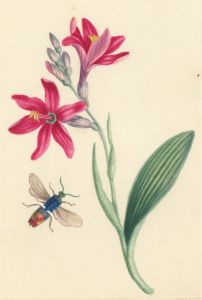 Fine Mid 19th Century Botanical Watercolour - Pink Flowers with Insect