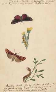 Fine Mid 19th Century Botanical Watercolour - The Cinnabar and Broom Moths