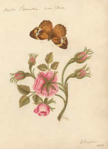 S. Empson - 1816 Botanical Watercolour, Cupha Erymanthis Butterfly