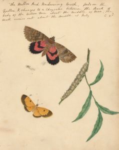 Fine 19th Century Botanical Watercolour - The Willow Red Underwing Moth