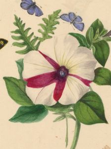 19th Century Botanical Watercolour - Petunia Flower and Common Blue Butterflies