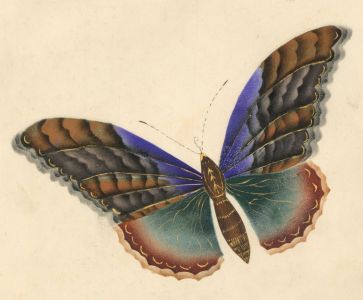 Fine Mid 19th Century Watercolour - Blue and Green Butterfly