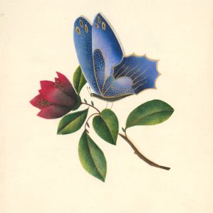 Fine 19th Century Watercolour - Blue Butterfly and Red Flower