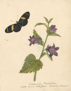 Fine 19th Century Botanical Watercolour - Nettle Leaved Bell-Flower