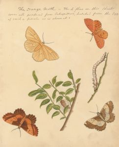 Fine Mid 19th Century Botanical Watercolour - The Orange Moth