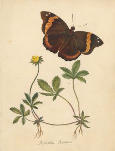 19th Century Botanical Watercolour - Creeping Cinquefoil Flowers and Butterfly